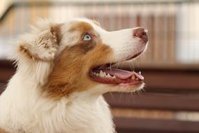 Dog Breed Australian Shepherd