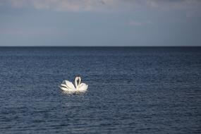 pair of swans floating in the water