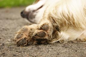 dirty paws of a furry dog