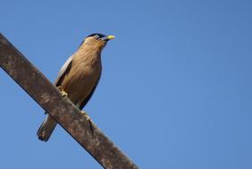 Bird Mynah Brahminy