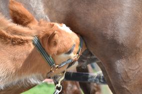 Foal Dam Horse