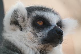 Animal Portrait Ring Tailed Lemur