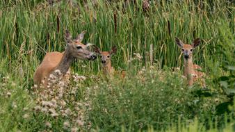 Deer Wildlife Mammal