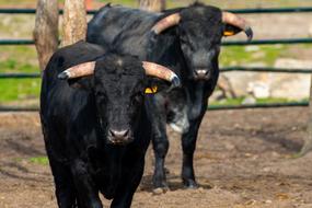 Toro Animal Livestock