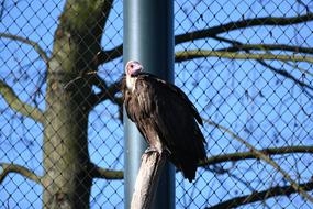 sitting wild bird in a cage
