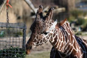 Giraffe Mammal Zoo