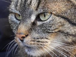 Cat Dachowiec Kitten