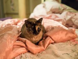 Cat Siamese Blue Eyes
