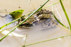 Frog Amphibian Swamp