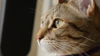 Cat Cute Portrait
