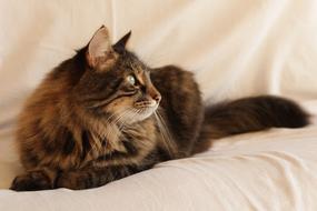 lying cat staring into the distance