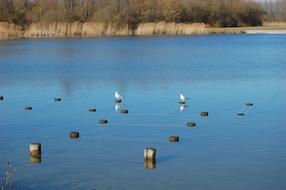 Birds Seagulls on lake