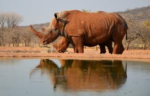 walking rhino in the zoo