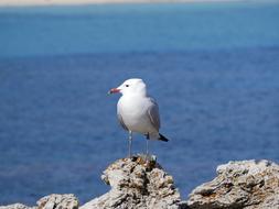 Seagull Sea Mediterranean