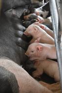 Feeding Piglet Newborn