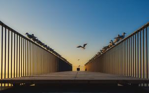 flock of birds on the fence
