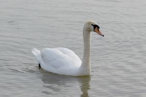 Mute Swan Bird Water
