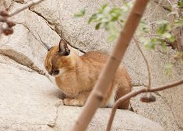 Caracal Cat Wild