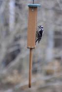 Downy Woodpecker Bird