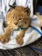Lynx Wildcat Cub