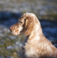 English Dog Setter Portrait