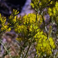 Bee And Rabbitbrush Insect