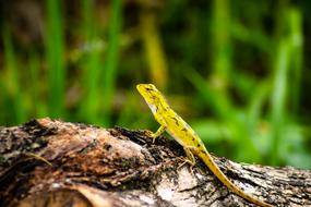 Chameleon Background Isolated