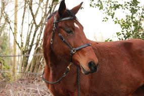 Horse Horses Walker