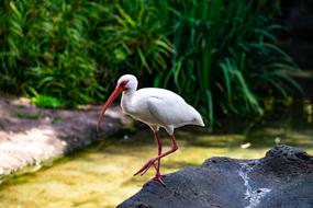 Ibis White Bird
