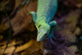 Monitor Tree Reptile