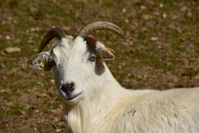 mountain goat white