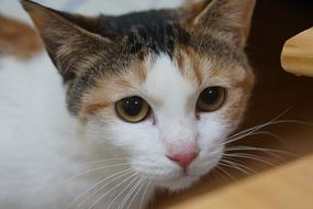 Tricolor Cat Baby macro