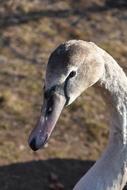 Duck Bird Nature