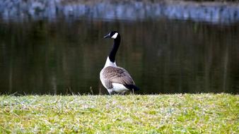 duck field is green