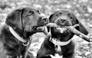 Puppy Labrador Retriever