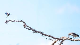 Bird Hummingbird Worm