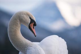 Swan Lake Water