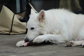 Swiss White Shepherd Dog Animals