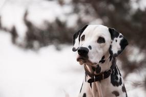 Dog Animal Dalmatians