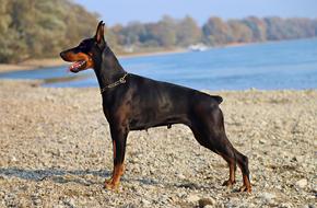 Doberman Black Dog