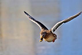 Duck Water Bird Mallard