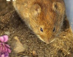 Rotelmaus Mouse Head