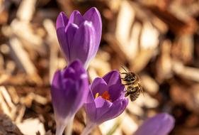 Bee Crocus Honey