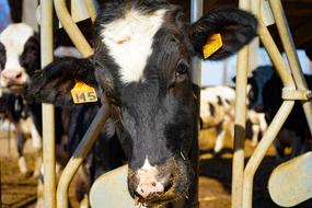 Cow Frisian Friesian Cows