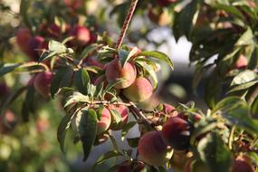 Healthy fresh fruit in the garden