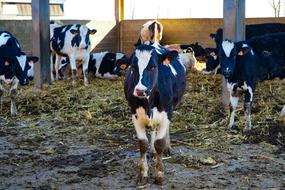 Cows Frisian Friesian