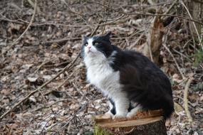 Cat Black Pet