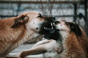 Dog Dental Animal