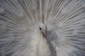 Peacock Bird Animal