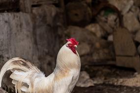 Gallo Hen Chicken